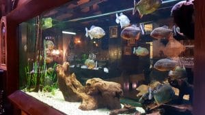 Piranha, restaurant club in Regie