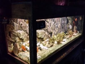 Piranha, restaurant club in Regie