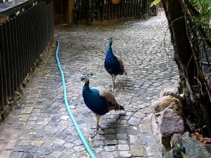 Terasa de la Piranha, restaurant club in Regie