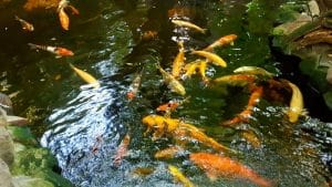 Terasa de la Piranha, restaurant club in Regie