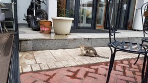 The Grill, restaurantul de la Le Club in Satul Francez (Le Village Francais)