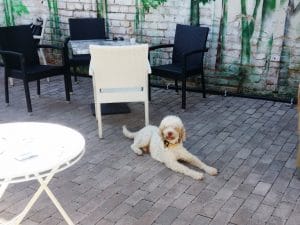 Bosco, catelul cautator de trufe de la La Bottega del Tartufo