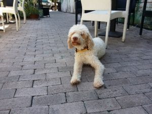 Bosco, catelul cautator de trufe de la La Bottega del Tartufo