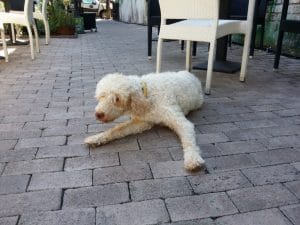 Bosco, catelul cautator de trufe de la La Bottega del Tartufo