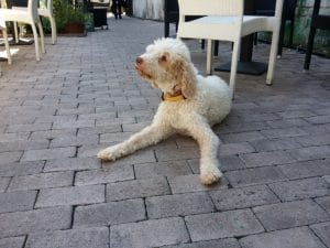 Bosco, catelul cautator de trufe de la La Bottega del Tartufo