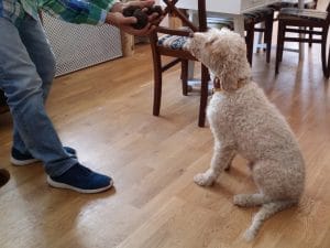 Bosco, catelul cautator de trufe de la La Bottega del Tartufo