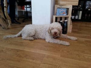 Bosco, catelul cautator de trufe de la La Bottega del Tartufo