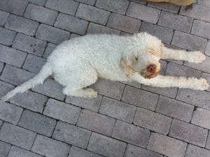 Bosco, catelul cautator de trufe de la La Bottega del Tartufo