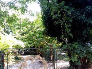 Gradina Sticlarilor, boema artistica in Vasile Lascar, Bucuresti