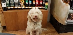 La Bottega del Tartufo, Pasterra, cainele Bosco, mancand paste si band vin