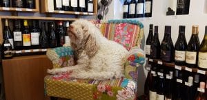 La Bottega del Tartufo, Pasterra, cainele Bosco, mancand paste si band vin