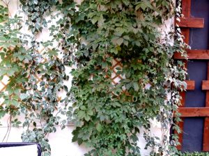 Lente Dionisie Lupu (Piata Lahovari), cafenea boema cu street food