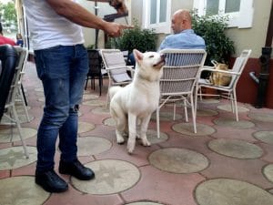 Lente Dionisie Lupu (Piata Lahovari), cafenea boema cu street food