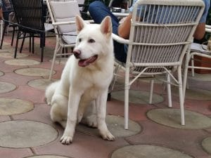 Lente Dionisie Lupu (Piata Lahovari), cafenea boema cu street food