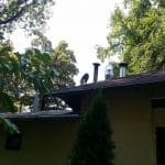 Patru Anotimpuri, restaurant romanesc in Parcul Herastrau