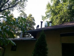 Patru Anotimpuri, restaurant romanesc in Parcul Herastrau