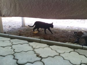 Patru Anotimpuri, restaurant romanesc in Parcul Herastrau