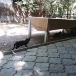 Patru Anotimpuri, restaurant romanesc in Parcul Herastrau