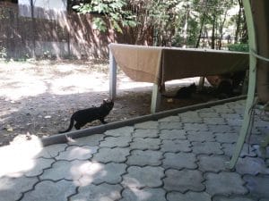 Patru Anotimpuri, restaurant romanesc in Parcul Herastrau