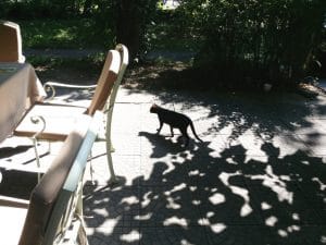 Patru Anotimpuri, restaurant romanesc in Parcul Herastrau