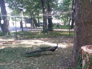 Rastaurantul Palatului Stirbey, pe Domeniul Stirbey de la Buftea