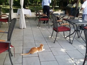 Rastaurantul Palatului Stirbey, pe Domeniul Stirbey de la Buftea