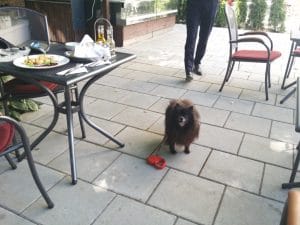 Rastaurantul Palatului Stirbey, pe Domeniul Stirbey de la Buftea