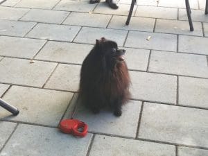 Rastaurantul Palatului Stirbey, pe Domeniul Stirbey de la Buftea