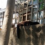 Strada Vasile Lascar si Bucurestiul vechi din jurul ei