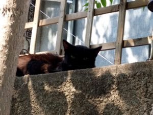 Strada Vasile Lascar si Bucurestiul vechi din jurul ei