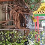 Pengyou, restaurant chinezesc pe strada Occidentului