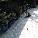 Terasa Piranha, restaurant si club in Regie