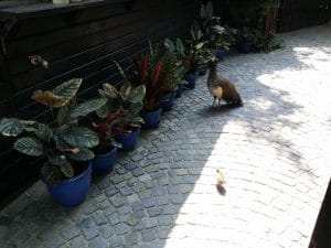 Terasa Piranha, restaurant si club in Regie