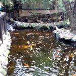 Terasa Piranha, restaurant si club in Regie