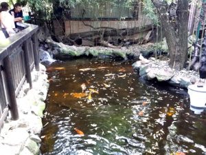 Terasa Piranha, restaurant si club in Regie