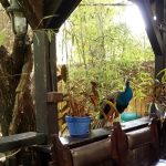 Terasa Piranha, restaurant si club in Regie