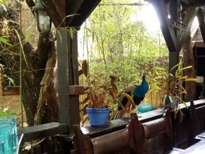 Terasa Piranha, restaurant si club in Regie