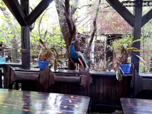 Terasa Piranha, restaurant si club in Regie