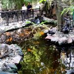 Terasa Piranha, restaurant si club in Regie