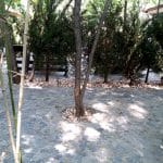 Terasa Piranha, restaurant si club in Regie