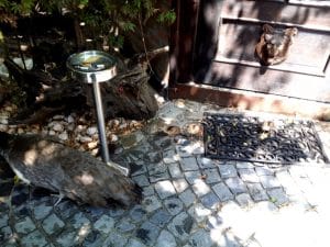 Terasa Piranha, restaurant si club in Regie