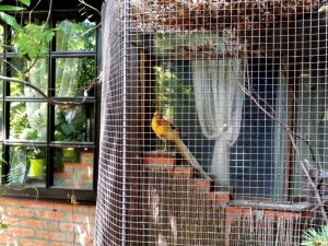 Terasa Piranha, restaurant si club in Regie