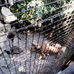 Terasa Piranha, restaurant si club in Regie