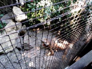 Terasa Piranha, restaurant si club in Regie