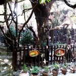 Terasa Piranha, restaurant si club in Regie