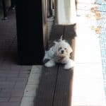 Vanity, restaurant, terasa si ballroom in Regie