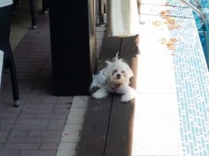 Vanity, restaurant, terasa si ballroom in Regie