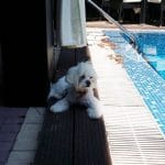 Vanity, restaurant, terasa si ballroom in Regie