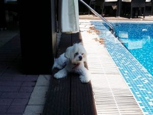 Vanity, restaurant, terasa si ballroom in Regie