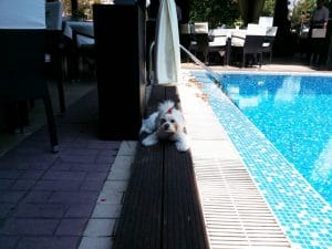 Vanity, restaurant, terasa si ballroom in Regie